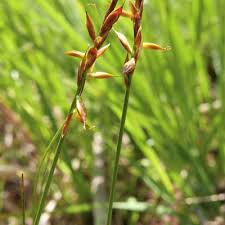 Attēlu rezultāti vaicājumam “Carex pulicaris”