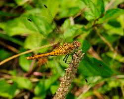 Attēlu rezultāti vaicājumam “Sympetrum sanguineum female”