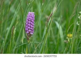 Attēlu rezultāti vaicājumam “Dactylorhiza majalis subsp. baltica leaf”