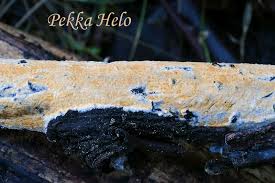 Attēlu rezultāti vaicājumam “Peniophora laurentii”