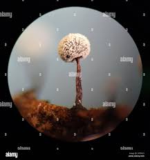 Attēlu rezultāti vaicājumam “Didymium nigripes spores”