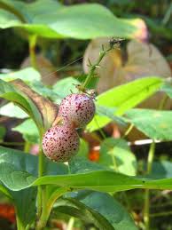 Attēlu rezultāti vaicājumam “Convallaria majalis fruit”