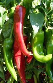 Afbeeldingsresultaat voor numex sandia hot pepper