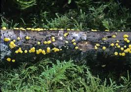 Attēlu rezultāti vaicājumam “Dacrymyces stillatus”