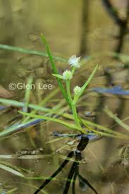 Attēlu rezultāti vaicājumam “Sparganium minimum flower”