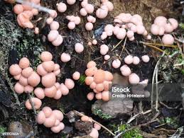 Attēlu rezultāti vaicājumam “Lycogala cf. oleocrystalliferum macro”