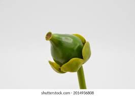 Attēlu rezultāti vaicājumam “Nuphar lutea fruit”