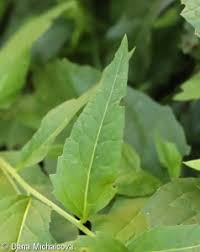 Attēlu rezultāti vaicājumam “Sisymbrium volgense leaf”