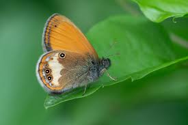 Attēlu rezultāti vaicājumam “Coenonympha arcania underside”