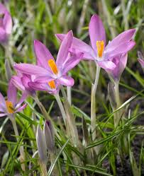 Attēlu rezultāti vaicājumam “Crocus tommasinianus flower”