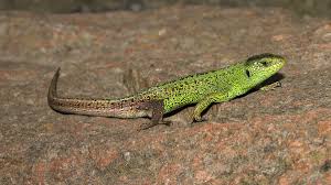 Attēlu rezultāti vaicājumam “Lacerta agilis female”
