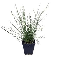 Attēlu rezultāti vaicājumam “Juncus filiformis”