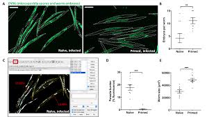 Attēlu rezultāti vaicājumam “Comatricha elegans spores”