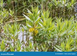 Attēlu rezultāti vaicājumam “Lysimachia thyrsiflora leaf”