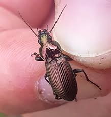 Attēlu rezultāti vaicājumam “Poecilus lepidus”