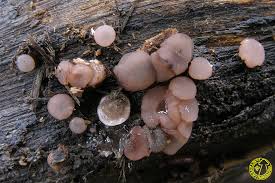 Attēlu rezultāti vaicājumam “Ombrophila violacea”