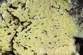 Attēlu rezultāti vaicājumam “Antrodia xantha”