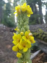 Attēlu rezultāti vaicājumam “Verbascum thapsus”