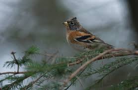 Attēlu rezultāti vaicājumam “Fringilla montifringilla male”