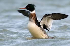 Attēlu rezultāti vaicājumam “Mergus serrator female”