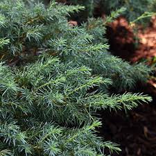 Attēlu rezultāti vaicājumam “Juniperus communis”