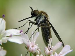 Attēlu rezultāti vaicājumam “Bombyliidae”