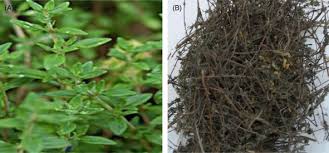 Image result for Thymus vulgaris