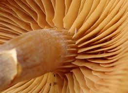 Attēlu rezultāti vaicājumam “Galerina marginata”