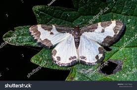 Attēlu rezultāti vaicājumam “Lomaspilis marginata”