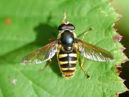 Attēlu rezultāti vaicājumam “Sericomyia sp.”