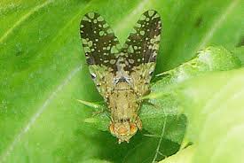 Attēlu rezultāti vaicājumam “Trypetoptera punctulata”