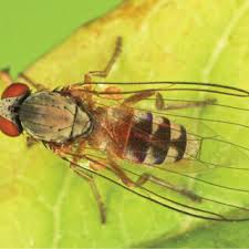 Attēlu rezultāti vaicājumam “Agathomyia wankowiczii”