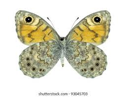 Attēlu rezultāti vaicājumam “Lasiommata megera underside”