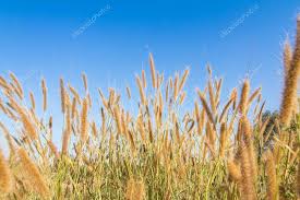 Attēlu rezultāti vaicājumam “Gramineae”