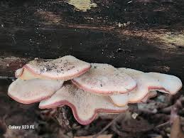 Attēlu rezultāti vaicājumam “Postia stiptica”