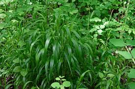 Attēlu rezultāti vaicājumam “Brachypodium sylvaticum”