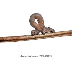 Attēlu rezultāti vaicājumam “Crocallis elinguaria larva”