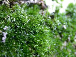 Attēlu rezultāti vaicājumam “Eucladium verticillatum”