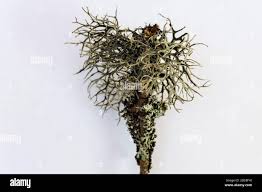 Attēlu rezultāti vaicājumam “Usnea hirta”