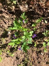 Attēlu rezultāti vaicājumam “Viola uliginosa leaf”