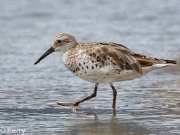 Image result for Calidris tenuirostris