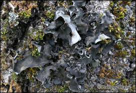 Attēlu rezultāti vaicājumam “Leptogium saturninum”