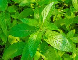 Attēlu rezultāti vaicājumam “Mentha x piperita leaf”