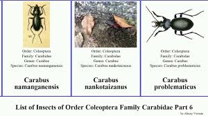 Attēlu rezultāti vaicājumam “Calodromius spilotus”