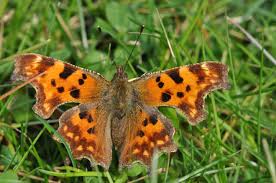 Attēlu rezultāti vaicājumam “Polygonia c-album upperside”