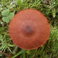 Attēlu rezultāti vaicājumam “Cortinarius sanguineus”