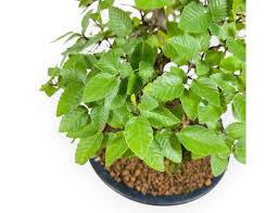 Attēlu rezultāti vaicājumam “Priobium carpini”