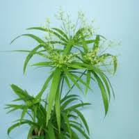 Attēlu rezultāti vaicājumam “Carex pseudocyperus fruit”