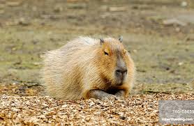 Attēlu rezultāti vaicājumam “Hydrochoerus hydrochaeris”