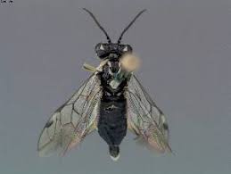 Attēlu rezultāti vaicājumam “Rhogogaster picta”